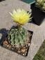 Preview: Thelocactus setispinus